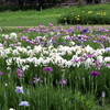 手賀沼遊歩道の花菖蒲
