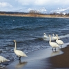 新年一発目の女ひとり旅は猪苗代湖で白鳥を愛でる