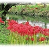 彼岸花　「尾北自然歩道」