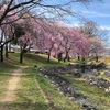 桜の季節