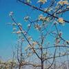 広大な梨の花が彩る田園風景　陝西省黄陵県