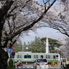 横浜線相模原桜