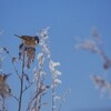 野生動物に対する餌付けについて旭山動物園の提言紹介