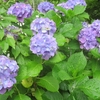 初夏の信貴山朝護孫子寺