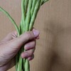 夏野菜、祭りだ～
