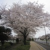 堀合遊歩道_桜（東京都三鷹市）