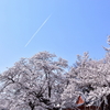 日本三大巨桜、神代桜を見に行く