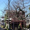 さくら市氏家をお散歩。2024年10月中旬。