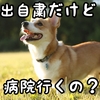 【緊急事態宣言】犬猫の予防接種はこうするべき～獣医師からのお願い～