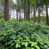 雨の山講習