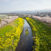 来光川の桜