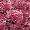兼六園熊谷と寒緋桜の交配種「横浜緋桜」
