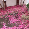ミョウガ党のみなさまへ