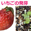 【種編】【いちご】種を植えてみる。葉っぱが紅葉します。5月から6月が収穫時期。いちごの種の発芽 地植え露地栽培（2021年-2022年）