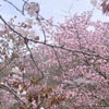 満開の釧路の桜