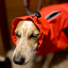 久々の雨。テンションが低すぎる犬。