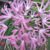 秋花＋冬実＝愉悦