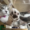 チビ猫通院日。