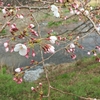 桜は･･･まだ？
