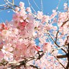 【春はもうすぐ】彦根の桜の様子と、公開中止期間の延長について