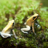 モウドクフキヤガエル Phyllobates terribilis