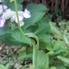 半夏生の薬草とタコ飯