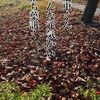 葉っぱくんと毛虫くん（創作短編小説）