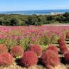 2021年で30周年を迎えた茨城県ひたちなか市にある「国営ひたち海浜公園」でコキア眺めてきました！