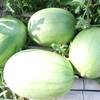 西瓜収穫