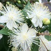 銀梅花の花～ランチタイムのお散歩～