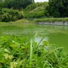 玉滝小の北池（仮称）（三重県伊賀）