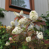 ６月の花 ～その３～