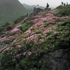 平治岳のミヤマキリシマ（2006年6月）