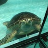 海の中道水族館