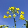 畑は花いっぱいで夏のよそおい