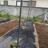 夏野菜栽培が本格化！作業日記