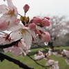 花より団子の早川城・大庭城