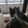 姉妹に体格差が出てきた話2　【猫の体高と胴回りを測る】