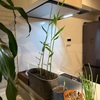 外で育ててた「土に植えたスーパーで買った生姜」を家の中に移動させたら成長スピードがヤバくて天井ついた