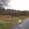 下痢を起こしやすい犬種