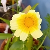 「春菊の花」と「エキナセアとゼラニュームの葉」　20250514