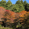 六甲高山植物園の紅葉