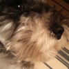 #いぬの肥満。愛犬がダイエット成功したポイント3つとは。