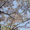 三内の桜