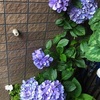 紫陽花とゆり