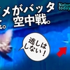 0815【スズメがバッタを捕食】カルガモ親子、雛だんご。幼鳥コラボ。エンジェルウイングの水鳥、スズメ水浴び【今日撮り野鳥動画まとめ】身近な生き物語