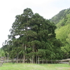 御仏供杉（石川県白山市）