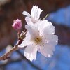 冬桜