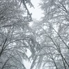 雪が降って山々輝く