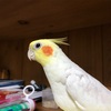 オカメインコのonちゃん